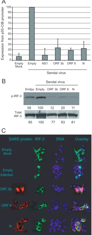 FIG. 5. N protein inhibits NF- ␬B activation. 293T cells were co- co-transfected with a plasmid expressing firefly luciferase under the  con-trol of an NF- ␬B-responsive promoter containing two NF-␬B binding sites, the Renilla luciferase plasmid, and the i