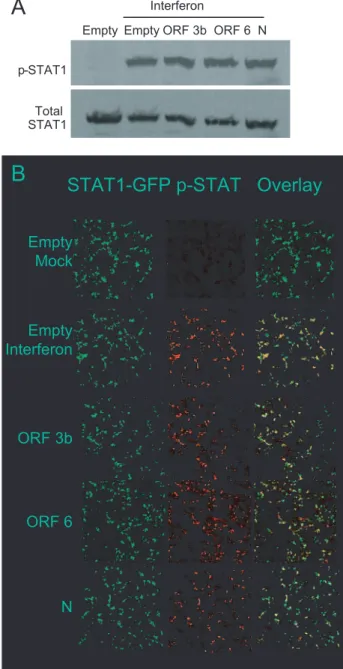 FIG. 8. Analysis of STAT1 phosphorylation by SARS-CoV pro- pro-teins. A. 293T cells were transfected with the indicated plasmid for 24 h and then treated with IFN- ␤ for 1 h