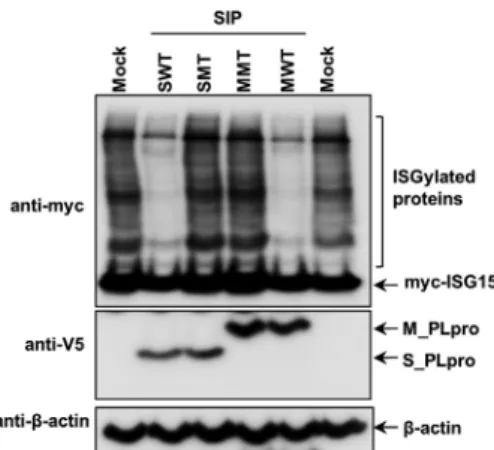 FIG 2 PLpros expressed by chimeric Sindbis virus have deISGylating activity.
