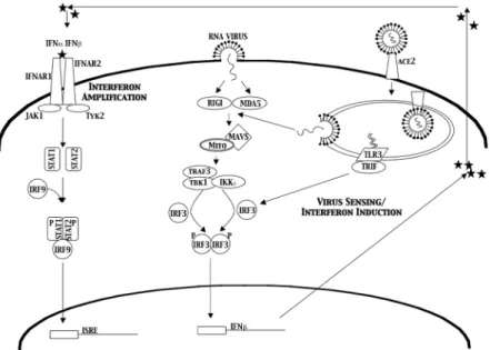 Figure 1. IFN sensing and signaling pathway