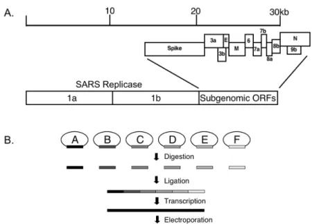 Figure 5. A. SARS-CoV genome organization