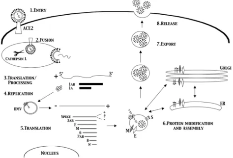 Figure 6. The coronavirus life cycle