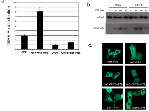 Figure 8. SARS-CoV ORF6 blocks nuclear import of Stat1