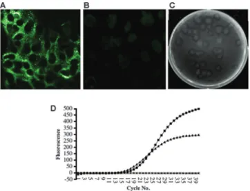 FIG. 2. Detection of replication in cells inoculated with icNL63 passage 3 supernatants