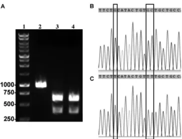 FIG. 5. Verification of replication by Northern and Western blotting. (A) A Northern blot analysis was conducted using viral RNA harvested from LLC-MK2 cells infected with wt NL63, recombinant icNL63, or recombinant icNL63gfp