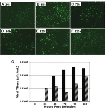 FIG. 7. Time course of infection of HAE and viral titers produced by recombinant icNL63 and icNL63gfp