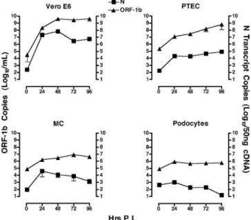 FIG. 2. Kinetics of SARS-CoV replication in kidney cells. Vero E6 cells, PTEC, MC, and podocytes were infected with SARS-CoV HSR1 at an MOI of 0.1