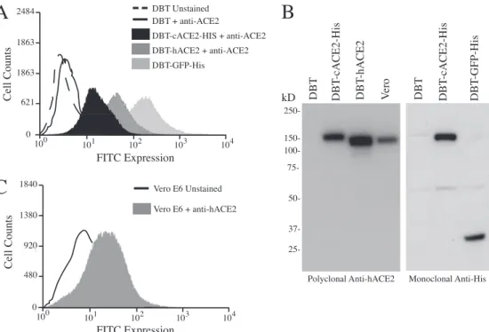 FIG. 2. Resurrection of icSZ16-S with DBT-cACE2 cells. RT-PCR to detect subgenomic leader-containing transcripts was performed to detect viral replication