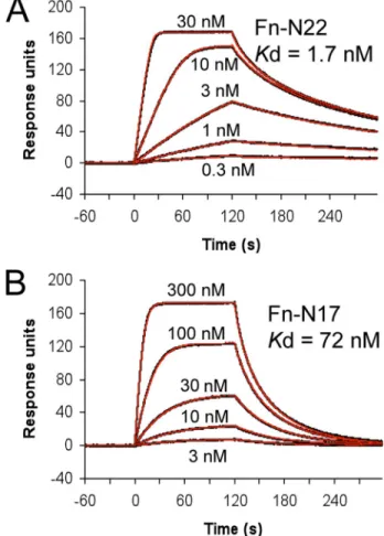 FIGURE 3. Affinity of Fn-N17 and Fn-N22 for SARS N, determined by sur- sur-face plasmon resonance