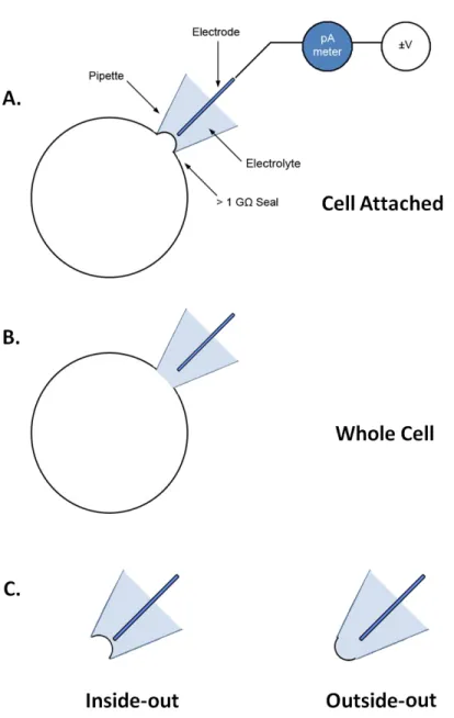 FIGURE 1.1: Patch clamp recording configurations.  A.) Basic patch clamp experiments  create  a  >  1  G  seal  against  a  cellular  membrane  using  a  pipette