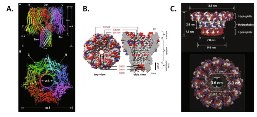 FIGURE  2.4: Biological  ion  channels  can be  reconstituted within artificial  lipid  bilayers and used for detecting single molecules of  DNA