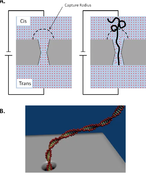 FIGURE 2.6: Solid-state nanopore device capable of single molecule DNA sensing.  A.)  (Left) Transmembrane potential is applied across the solid-state membrane inducing ionic  conductance