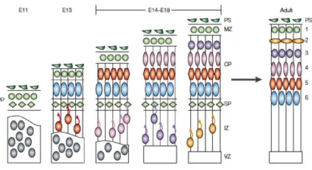 Figure 2.1 Cortical Development.
