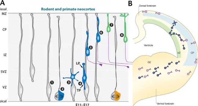 Figure 2.2 Neuronal Migration in the developing cortex