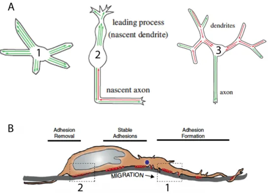 Figure 2.3  Cytoskeletal Organization and Adhesion for Migration 