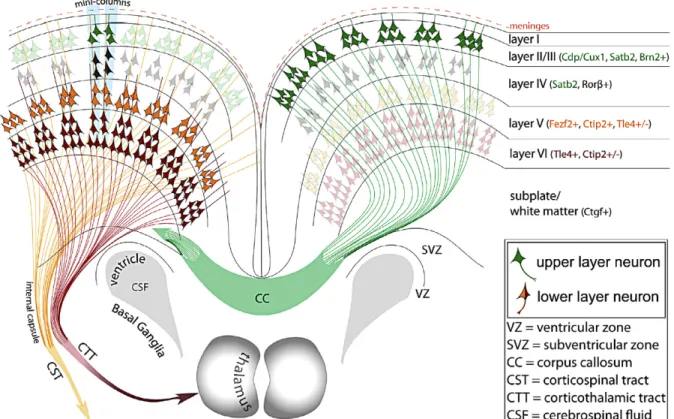 Figure 2.4  Cortical Projections and Laminar Identity 