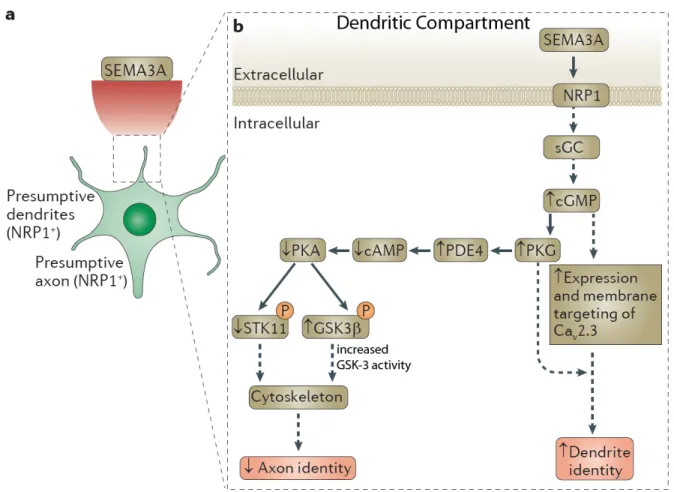 Figure 3.2  Semaphorin signaling in dendrite development
