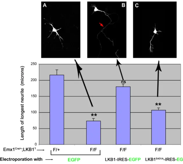 Figure 4.1  Phosphorylation of Ser431 on LKB1 is required for axon formation.  