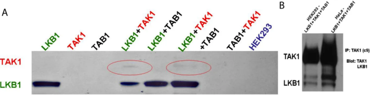 Figure 4.3 TAK1 Physical Association with LKB1 in vitro. 