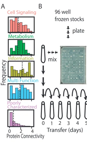 Figure 2.1. Distributions of the protein connectivity of different functional classes of Escherichia coli genes  used in this experiment and the experimental design used to assay their relative cost