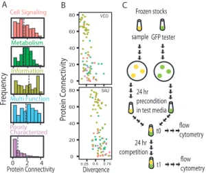 Figure 3.1. Experimental approach to test the effects of divergences and connectivity on relative fitness of  transferred genes