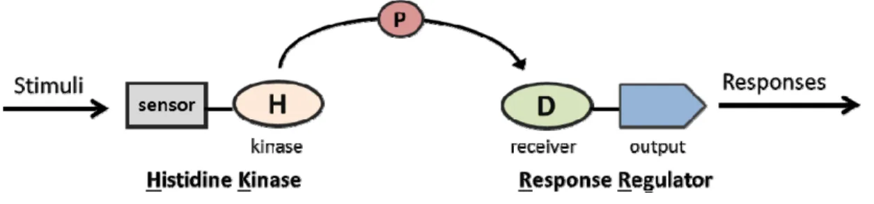 Figure 1.1. Schematic diagram of two-component (TCS) system. The prototypical TCS features a  phosphoryl transfer (P) between the conserved His residue (H) of the kinase to the conserved Asp  residue (D) in the receiver domain of the response regulator