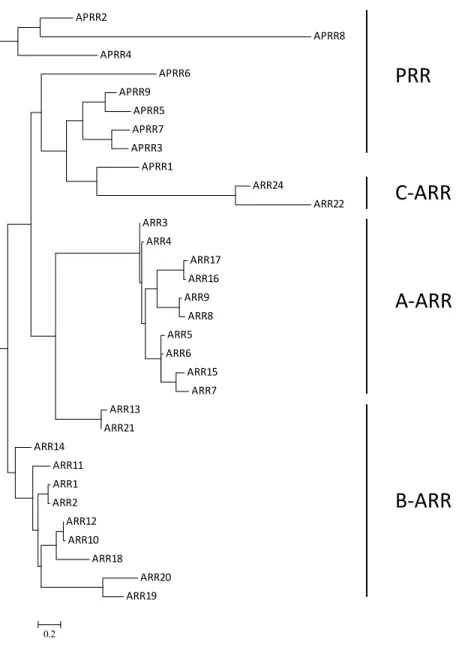Figure 1.3. Phylogenetic relationship of the Arabidopsis response regulators (ARR). The amino  acid sequences of the receiver domains were aligned using MUSCLE