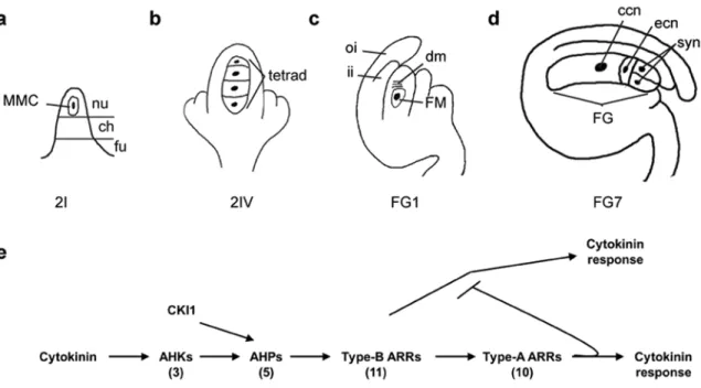 Figure 2.1. Two-component elements and female gametophyte development. (a-d) Schematic depiction  of wild-type female gametophyte development in Arabidopsis