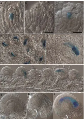 Figure 2.7. Cytokinin signaling is required  for the functional megaspore selection. (a)  pFM2 expression in wild-type ovules after  meiosis