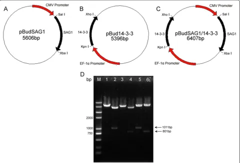 Figure 1 Constructed plasmid maps and identification of the recombinant plasmids with restriction enzyme digestion.pSAG1 digested with Sal I/Xba I (lane 2), p14-3-3 digested with Kpn I (lane 3), p14-3-3 digested with Kpn I/Xho I (lane 4), pSAG1/14-3-3 dige