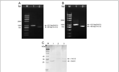 Figure 2 In vitro expression analysis of the constructs in Hela cells by RT-PCR and Western blotting