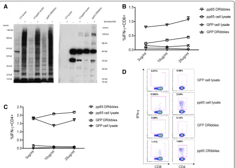 Figure 4 Antigen-specific CD8+ and CD4+ T cells response following stimulation by DRibbles or cell lysates