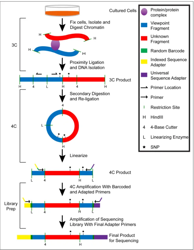 Figure 2.2.  Process for Generating a 4C-Seq Library.  3C libraries are prepared from fixed cells using a 6- 6-base cutter (H)