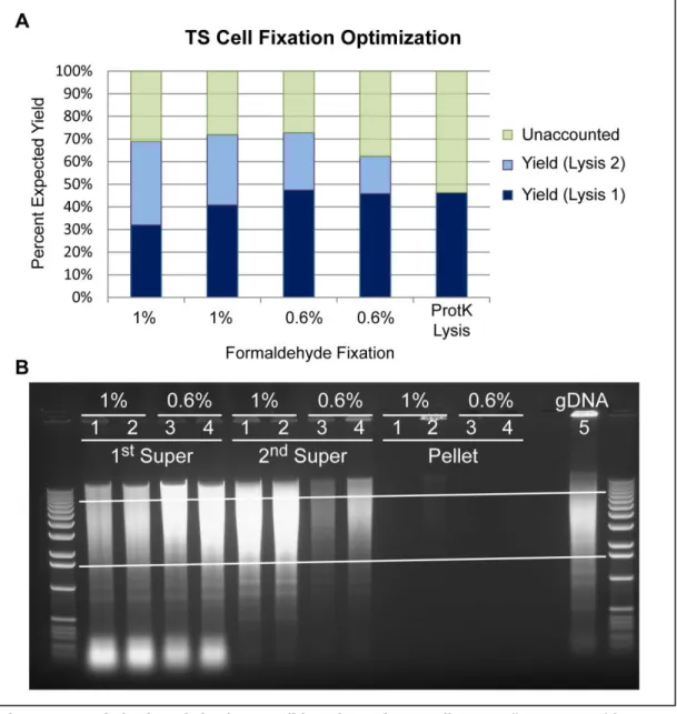 Figure 2.4  Optimization of Fixation Conditions for 3C in TS Cells.  TS cells were tested for  optimal DNA yield and restriction digestion after fixation with 0.6% and 1% formaldehyde