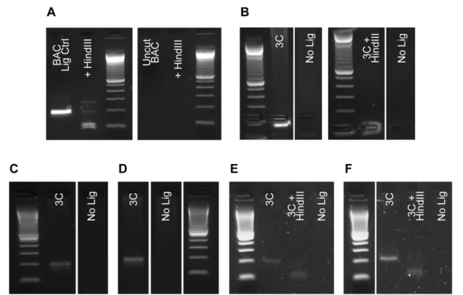 Figure 2.7  3C Libraries and Amplification Controls.  3C libraries were prepared and tested for quality by  amplification of a hybrid fragment produced from adjacent fragments at the Gapdh locus