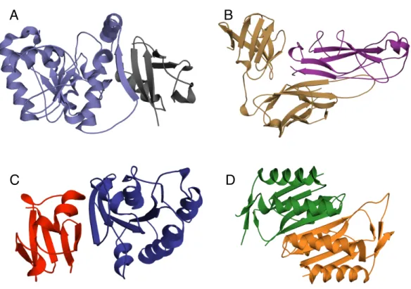 Figure 1.2: Natural β-strand mediated protein interactions. A) Crystal structure of thymine DNA glycosylase (light blue) conjugated to SUMO-1 (grey) (PDB ID: 1WYW) demonstrating β-strand addition(86)