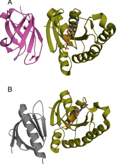 Figure 3.1: RalA forms β-strand mediated interactions to two known effectors. Crystal structure GTP bound RalA (olive) in complex with A) Sec5 (magenta) (PDB ID: 1UAD) (8) and B) Exo84 (grey) (PDB ID: 1ZC3) (9)