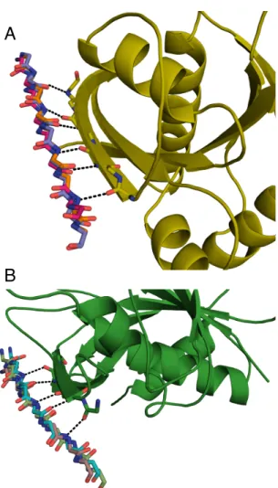 Figure 3.3: Idealized backbone conformation of three strands pairing with target proteins.