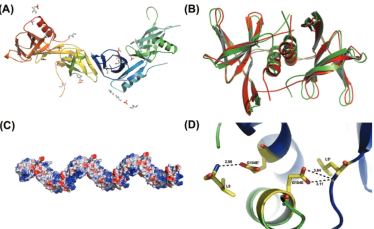 FIG. 5. Tetrameric arrangement of G104E crystals. (A) G104E structure exhibiting sheet-sheet dimer (center of structure, yellow and blue monomers) and loop-sheet interface (flanking sheet-sheet dimer on either side, red/yellow or blue/green monomers) prese