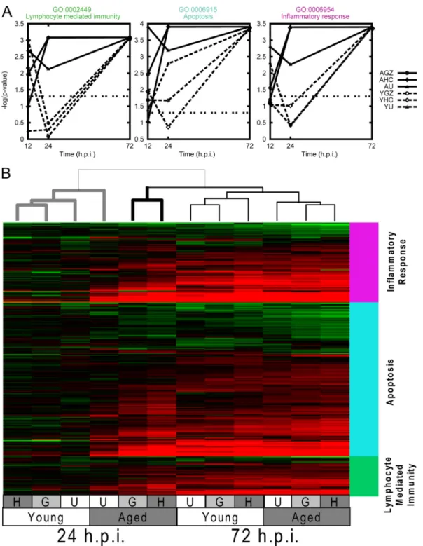 FIG. 6. Functional enrichment of disease-related pathways reveals the importance of kinetics in the host response