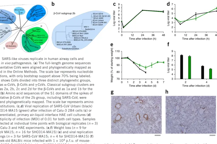 Figure 1  SARS-like viruses replicate in human airway cells and   produce in vivo pathogenesis