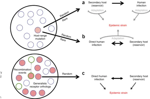 Figure 3  Full-length SHC014-CoV replicates in human airways but   lacks the virulence of epidemic SARS-CoV