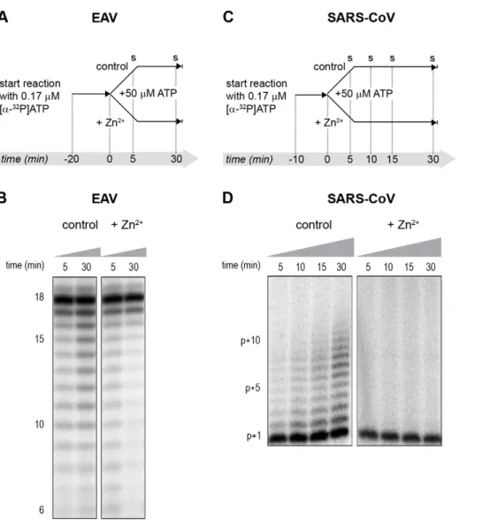 Figure 7. The effect of Zn 2+ on initiation and elongation activity of purified EAV and SARS-CoV RdRps