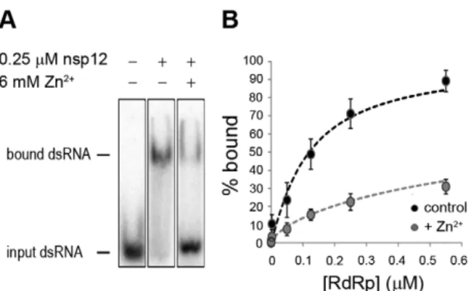 Figure 8. The effect of Zn 2+ on SARS-CoV nsp12 template binding. (A) Electrophoretic mobility shift assay with radiolabeled dsRNA and nsp12 in the presence and absence of Zn 2+ (indicated above the lanes)