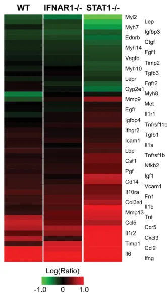 FIG. 6. Increased fibrotic gene expression in STAT1 ⫺/⫺ mice. Ex- Ex-pression profiles are shown for 48 genes associated with the IPA
