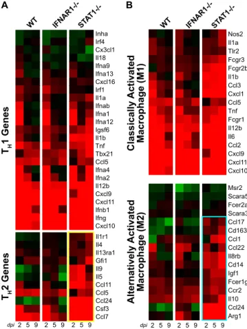 FIG. 7. Increased T H 2- and M2-associated gene expression in STAT1 ⫺/⫺ mice. (A and B) Expression profiles are shown for genes associated with T H 1 and T H 2 responses (A) and for M1 classical macrophage activation and M2 alternative macrophage activatio