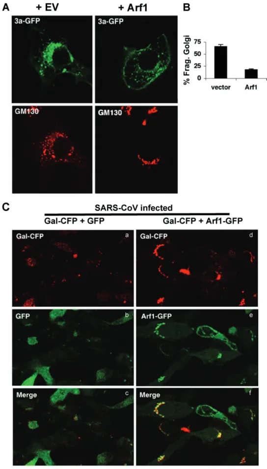 FIG. 9. Overexpression of Arf1 reduces Golgi fragmentation. (A) Cells were cotransfected with 3a-GFP and empty vector (EV) (left panel) or Arf1-CFP (right panel, ⫹Arf1)
