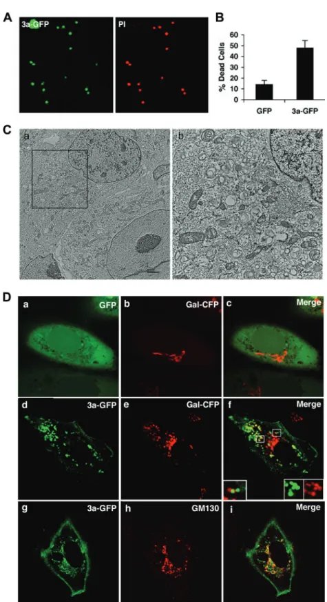 FIG. 5. Expression of SARS-CoV 3a is sufficient to cause cell death, vesicle formation, and Golgi fragmentation
