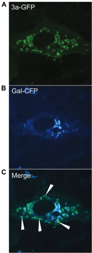 FIG. 6. SARS-CoV 3a-GFP partially colocalizes with the Golgi marker Gal-CFP. (A) Vero cells were cotransfected with 3a-GFP and Gal-CFP and analyzed at 24 hpt by confocal microscopy