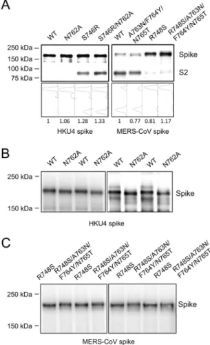 FIG 2 Characterization of two protease motifs in MERS-CoV and HKU4 spike proteins. (A) Western blot analysis of HKU4 and MERS-CoV spikes in pseudovirus particles